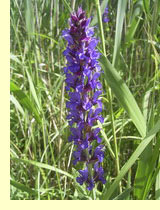 Шалфей лесной, сальвия дубравная, или лесная (Salvia nemorosa L.) Шалфей лесной, сальвия дубравная, или лесная (Salvia nemorosa L.)